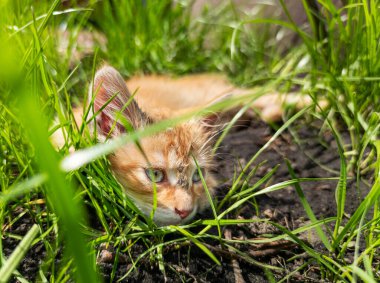 Küçük kırmızı kedi yavrusu çimenlerde yatıyor.
