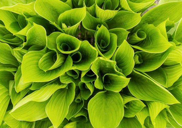 Background of swirling green leaves of a flower hanging from the top