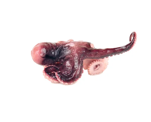 Malá Nakládaná Chobotnice Izolované Bílém Pozadí — Stock fotografie