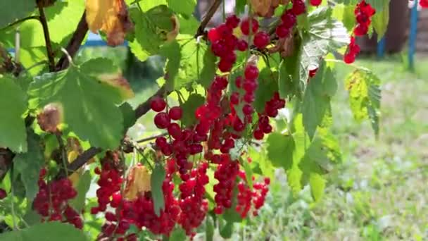Fresh Juicy Ripe Red Currant Berries Wind Close Summer Garden — Wideo stockowe