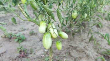 Sebze tarlasında taze yeşil domatesli Bush. Yüksek kalite 4k görüntü