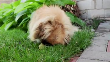 Hasta Pekin köpeği çimlerin üzerinde patates yiyor.. 