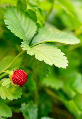 Yazın ormanda yeşil yapraklı vahşi kırmızı çilek..