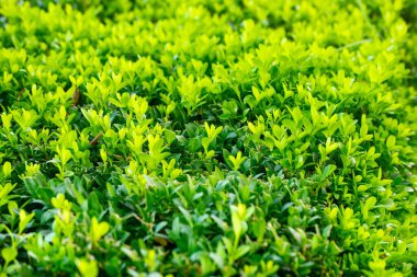Yaz güneşinde yeşil boxwood çalı yakın çekim. Arkaplan bırakır.