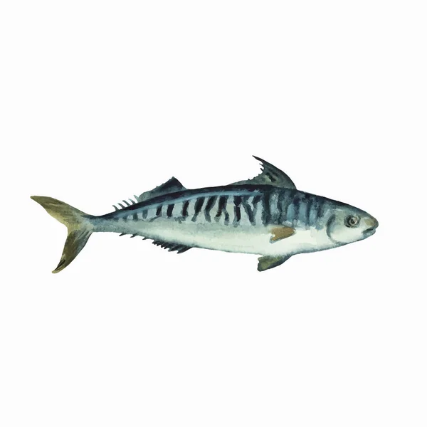 Mackerel isolated on white background. Clip art for design, menu and education material. Colorful realistic watercolor illustration. — Stock Vector