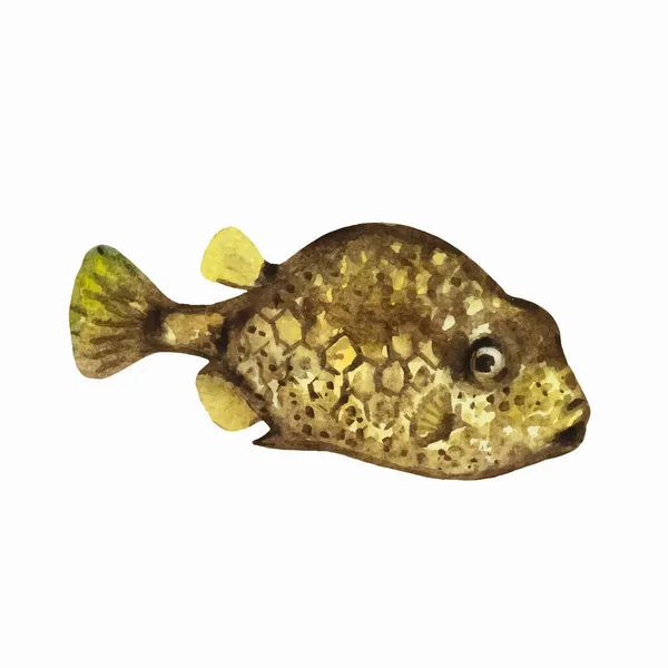 Boxfish isolated on white background. Clip art for design, menu and education material. Colorful realistic watercolor illustration. — Stock Vector