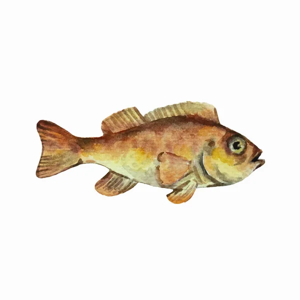 Pesce cernia isolato su sfondo bianco. Clip art per design, menu e materiale didattico. Illustrazione acquerello realistico colorato. — Vettoriale Stock