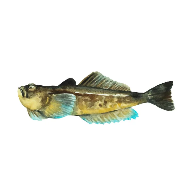 Sternengucker Fische isoliert auf weißem Hintergrund. Clip Art für Design, Menüs und Unterrichtsmaterialien. Bunte realistische Aquarell-Illustration. — Stockvektor