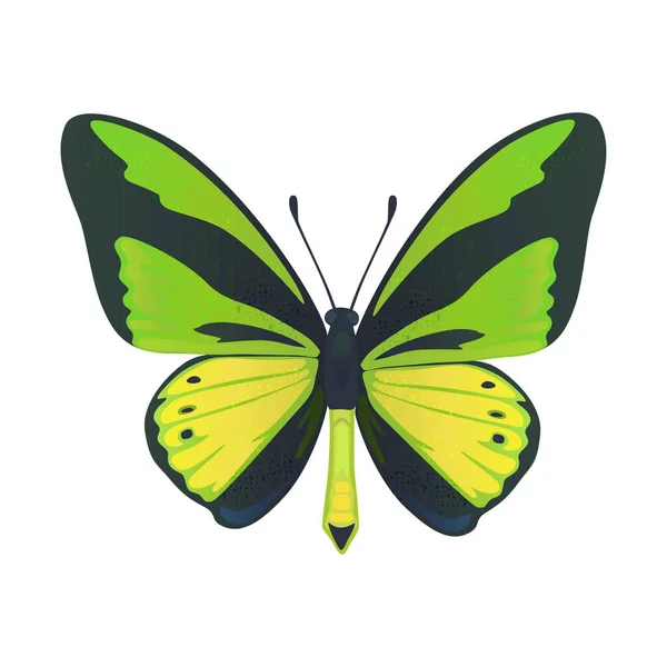 Farfalla tropicale grande variopinta, ala di uccello, papilionidae ornitotteri isolati su sfondo bianco. — Vettoriale Stock