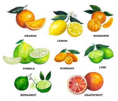 Beyaz arka planda izole edilmiş ana turunçgil meyveleri. Limon, pomelo, bergamot ve diğer meyvelerin suluboya çizimi. 