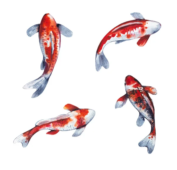 Akvarel sada realistických ručně malované koi ryby izolované na bílém pozadí — Stock fotografie