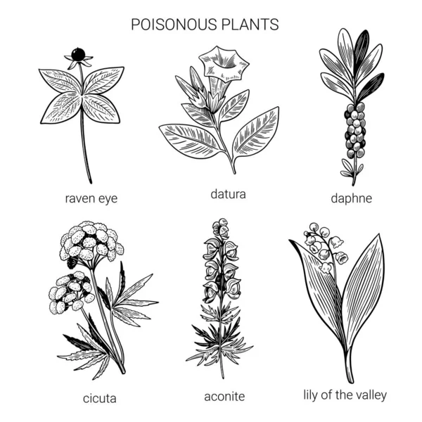 손으로 뽑은 검은색 과 흰색의 독 이 있는 식물 세트. 줄에 꼭 끼어 있는 독성 약초의 삽화. — 스톡 벡터