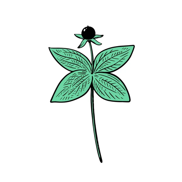 Plante toxique Oeil de corbeaux, Paris quadrifolia, isolé sur fond blanc. Illustration vectorielle en style gravure. — Image vectorielle
