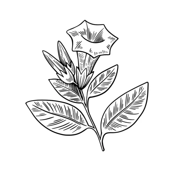 Pianta velenosa Datura isolata su fondo bianco. Illustrazione vettoriale disegnata a mano in stile incisione. — Vettoriale Stock