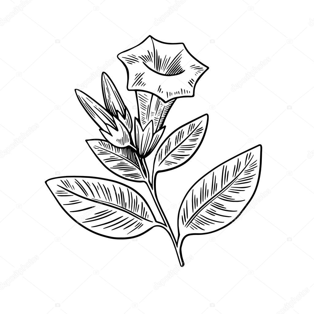 Poisonous plant Datura isolated on white background. Hand drawn vector illustration in engraving style.