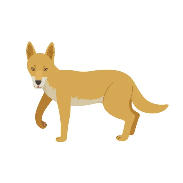 Lindo perro dingo de dibujos animados aislado sobre fondo blanco. — Vector de stock