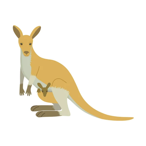 Leuke cartoon kangoeroe met baby in zakje geïsoleerd op witte achtergrond. — Stockvector
