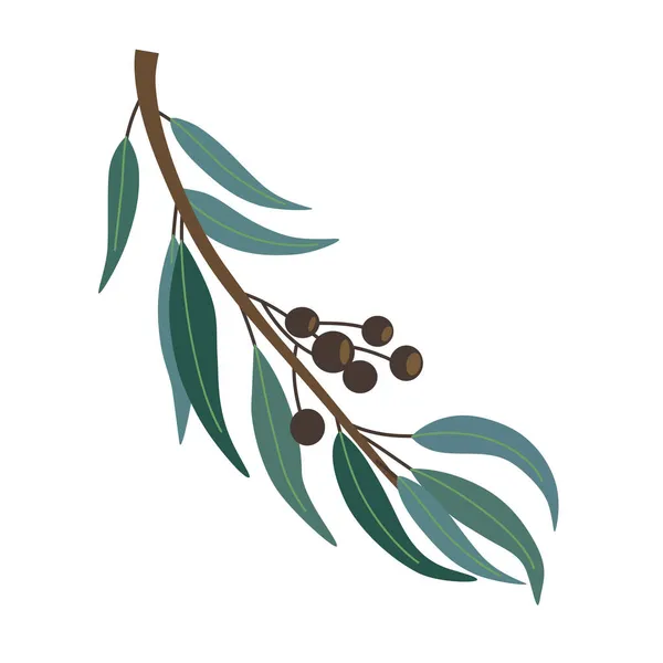 Vettore stilizzato semplice cartone animato ramo di eucalipto isolato su sfondo bianco. — Vettoriale Stock