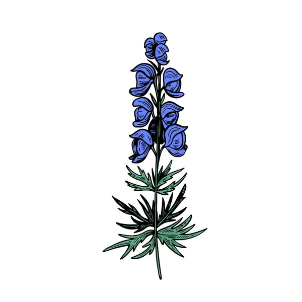 Jedovatá rostlina Aconitum izolované na bílém pozadí. Ručně kreslená vektorová ilustrace ve stylu rytí. — Stockový vektor