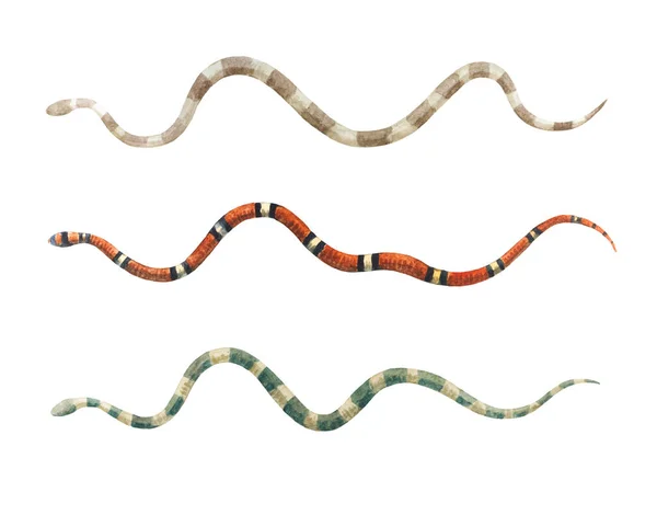 Aquarel set slangen geïsoleerd op witte achtergrond. — Stockfoto