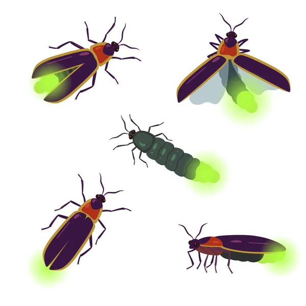 Set vettoriale di disegni di scarabei lucciola con angoli diversi isolati su sfondo bianco. — Vettoriale Stock