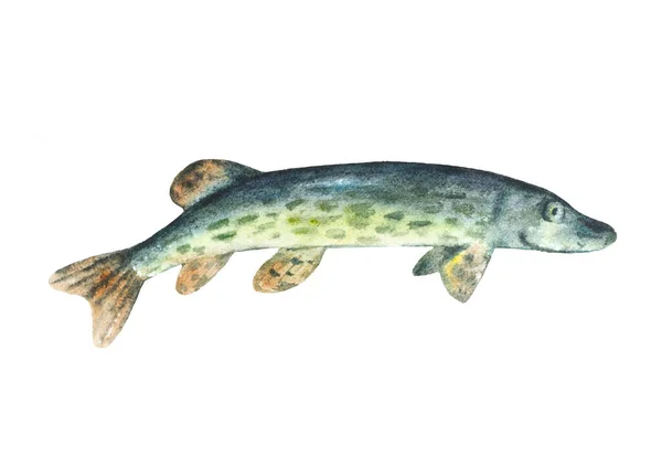 Brochet aquarelle poisson isolé sur un fond blanc. Élément de conception dessiné à la main — Photo