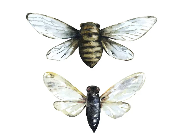 Inseto Cicada isolado em fundo branco. Elemento de design desenhado à mão. Ilustração aquarela. — Fotografia de Stock