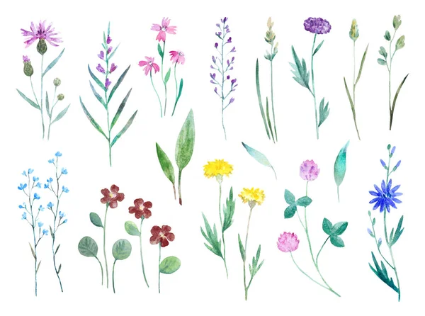 白い背景に孤立した水色の野生の牧草地の花。装飾やグリーティングカードのための植物デザイン要素の大きなセット. — ストック写真