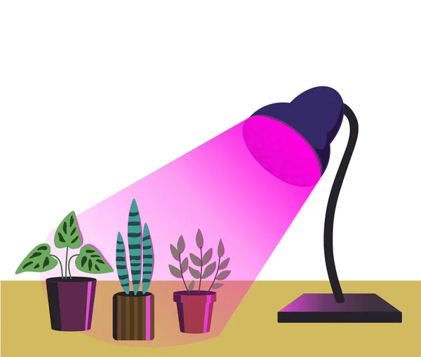 Σπίτι φυτά κηπουρικής κάτω από μωβ φως του λαμπτήρα φυτο απομονώνονται σε λευκό φόντο. Εικονογράφηση διάνυσμα σε απλό στυλ κινουμένων σχεδίων. — Διανυσματικό Αρχείο