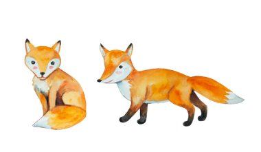 Beyaz arka planda izole edilmiş şirin suluboya tilkiler.. 