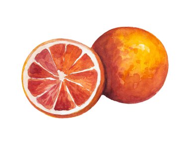 Olgun, canlı, yapraklı greyfurt. Suluboya resimleme