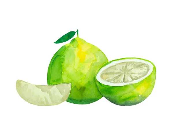 Ripe colorful vibrant pomelo fruit with leaves. Watercolor painted illustration. — Foto Stock