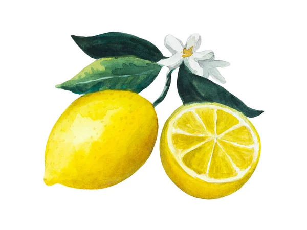 Ripe colorful vibrant lemon fruit with leaves and flowers. Watercolor painted illustration. — Foto Stock
