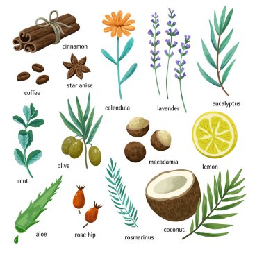 Elle yapılan kozmetik, spa ve aromaterapi plakalarının renkli büyük bir çizimi. Meyveler, otlar, baharatlar ve sebzeler..