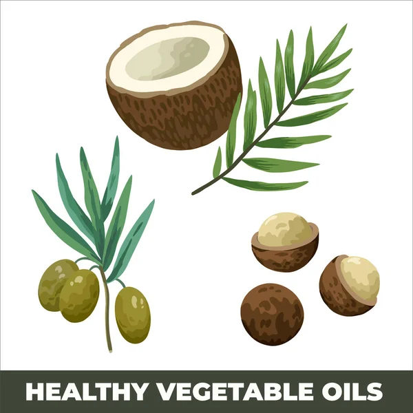 올리브, 코코넛, 마카 다미아 열매들이 흰 배경에서 분리되어 있다. 건강 한 식물성 기름의 원료. 벡터 일러스트. — 스톡 벡터