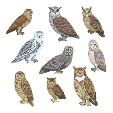 Büyük bir grup baykuş, ahır, kutup, kartal, uzun kulaklı, beyaz arka planda izole edilmiş küçük baykuş..