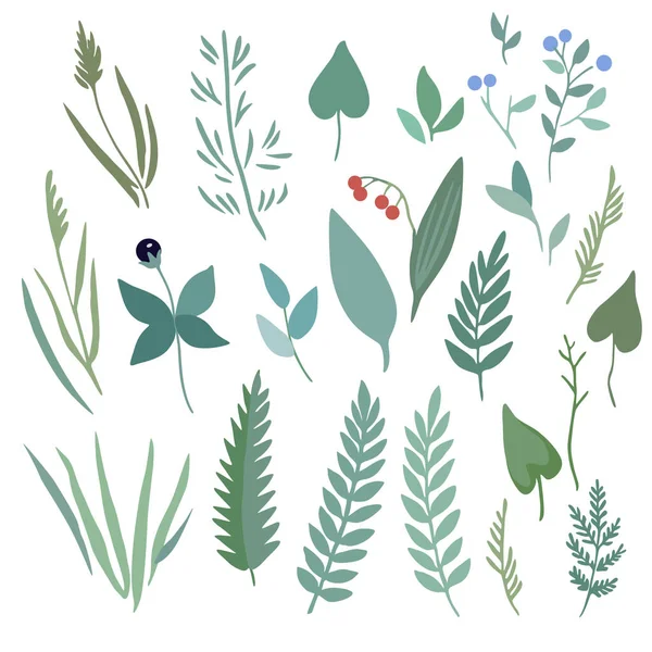 En uppsättning vilda skogsväxter. Minimalistisk vektor handritad illustration. — Stock vektor