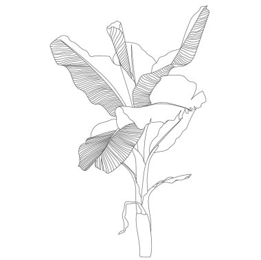 Muz ağacı çizgisi çizimleri gerçekçi botanik çizimler. Tropikal bitkinin vektör gösterimi.