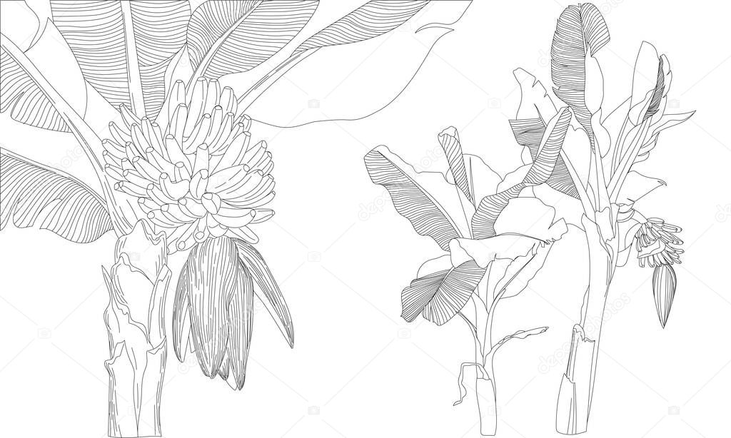 Banana tree garden line art hand drawn realistic botanical drawing. JPG image concept illustration of tropical plant.