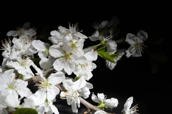 Flores Primavera Árvore — Fotografia de Stock