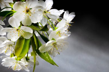 Dallardaki meyve ağaçları, beyaz çiçekler.