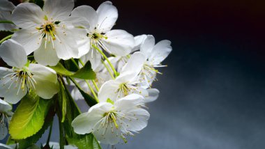 Dallardaki meyve ağaçları, beyaz çiçekler.