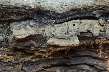 bir ağaç dokusunun kahverengi kabuğu