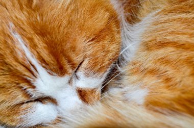 Uyu kırmızı turuncu kedi, duvar kağıdını kapat.