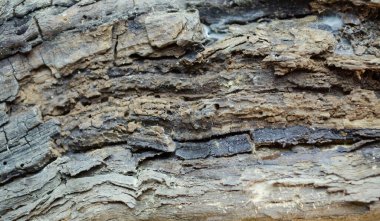 bir ağaç dokusunun kahverengi kabuğu