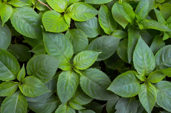 Yeşil bitki yapraklarının arkaplanı kapat