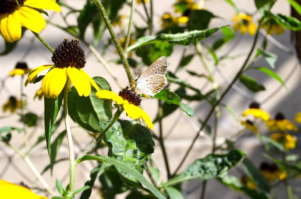 Sarı çiçekte kelebek Yazın bahçede