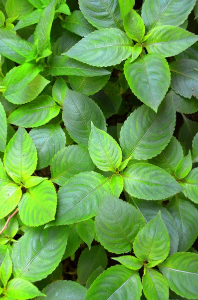 Yeşil bitki yapraklarının arkaplanı kapat