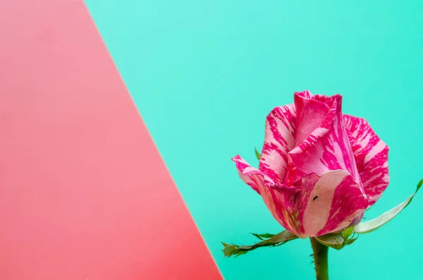 tomurcuk pembe turkuaz arka planda kırmızı-beyaz gül