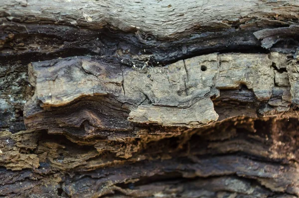 bir ağaç dokusunun kahverengi kabuğu